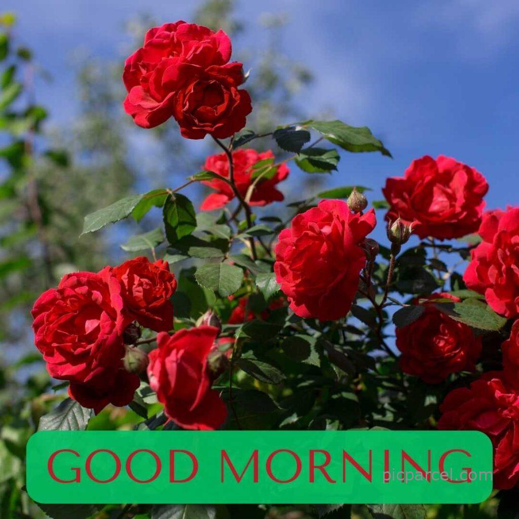 125 good morning images with rose flowers