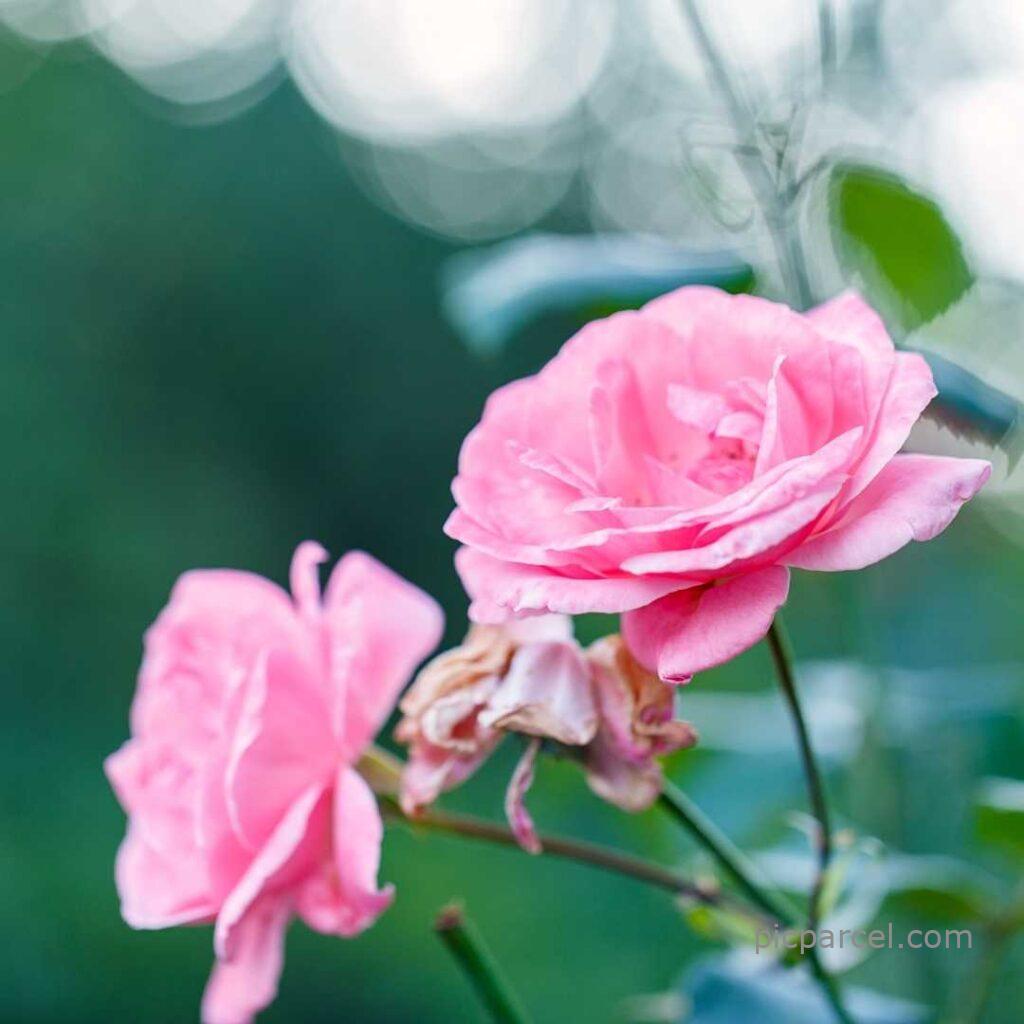 133 good morning images with rose flowers