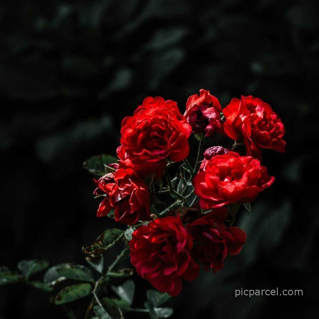 163 good morning images with rose flowers