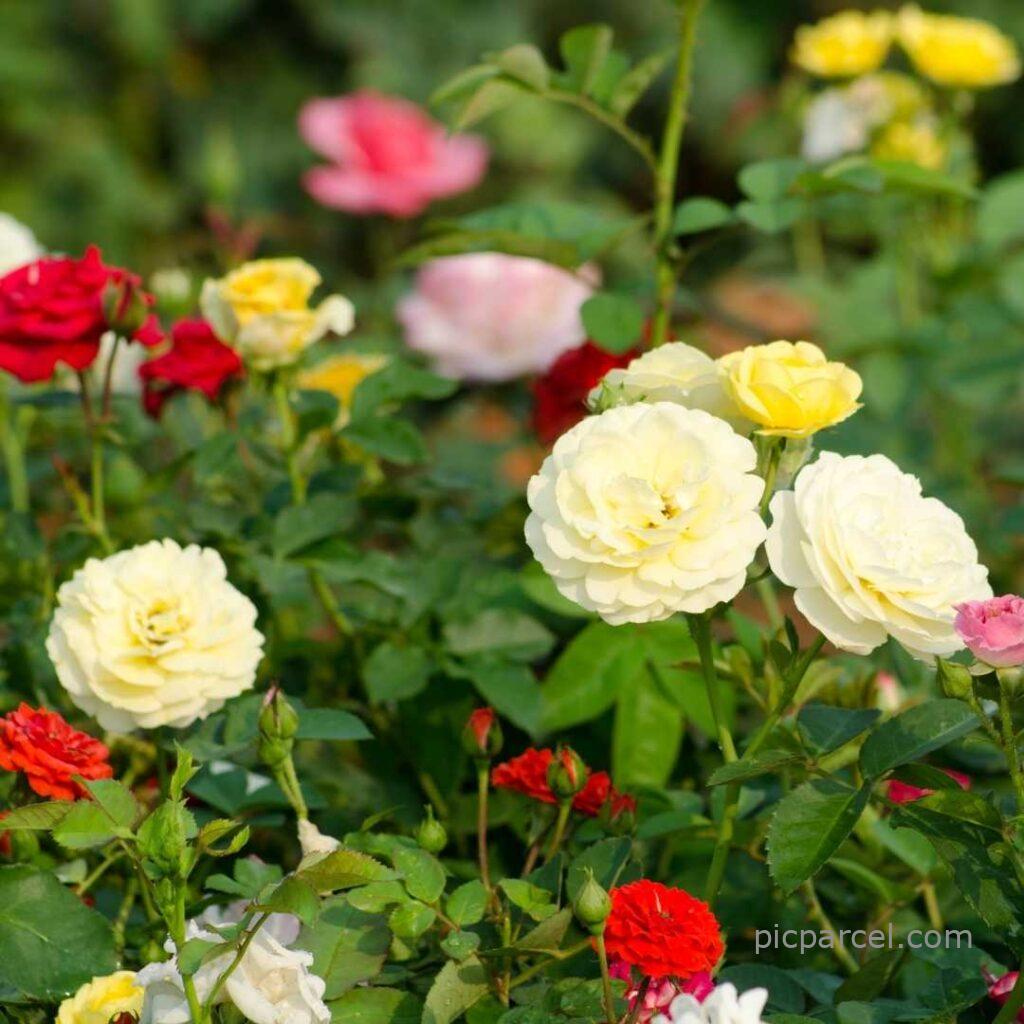 19 good morning images with rose flowers