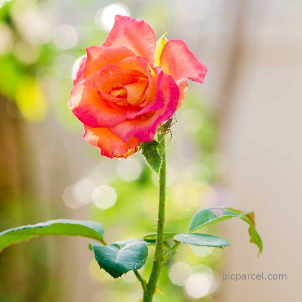 22 good morning images with rose flowers