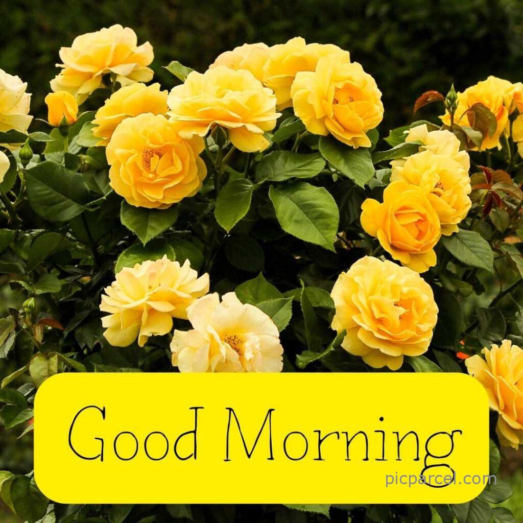 86 good morning images with rose flowers