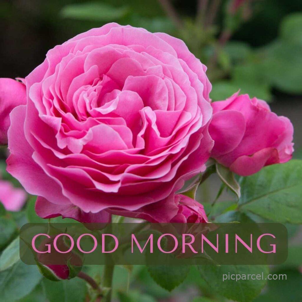 89 good morning images with rose flowers