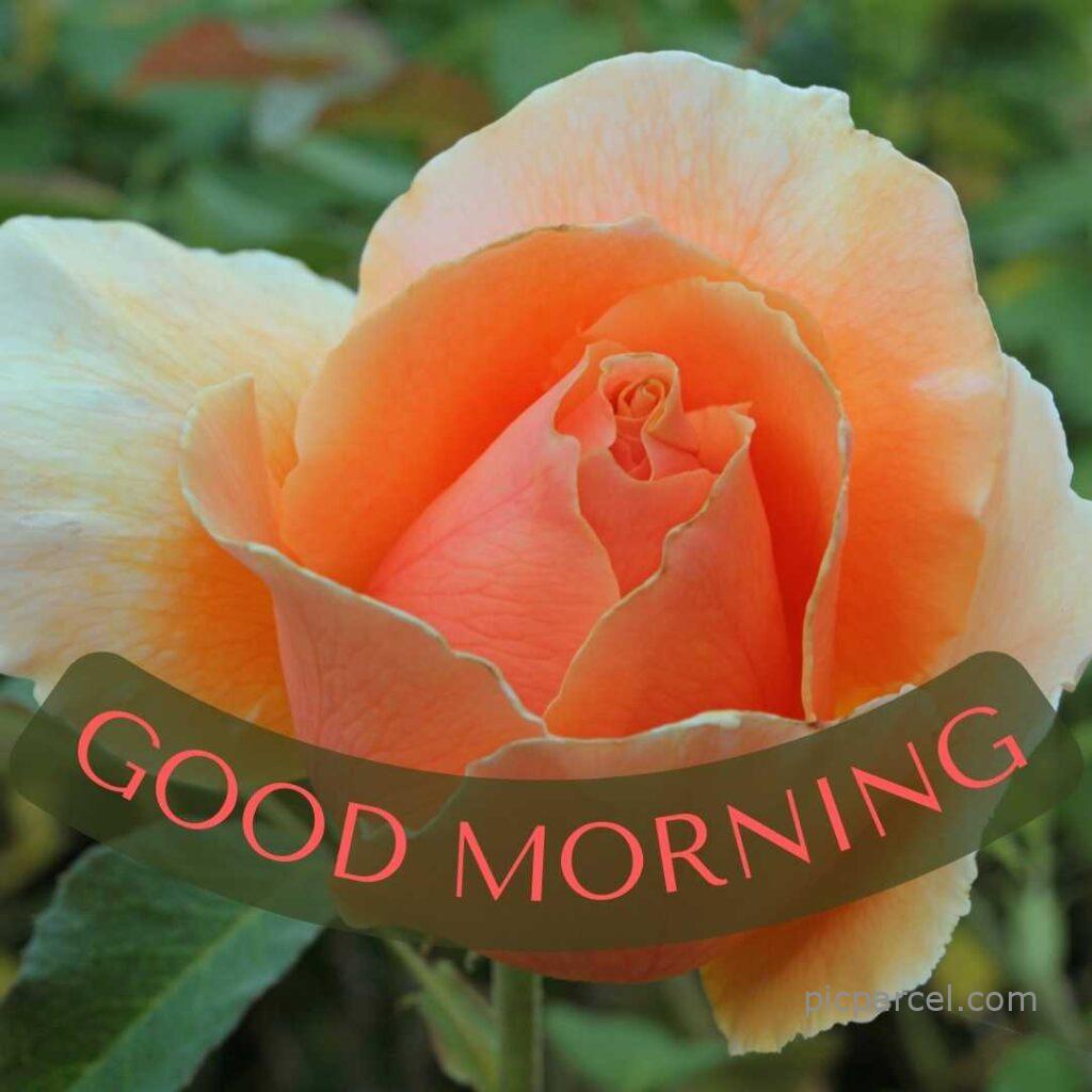 99 good morning images with rose flowers